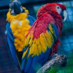 W krakowskim ogrodzie zoologicznym, fot. Konrad Kubuśka